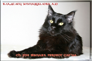 Ch. FIFE Bismark Perfect Cat*UA
