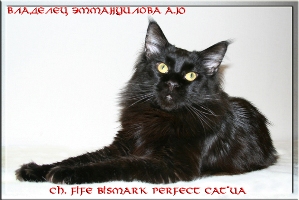 Ch. FIFE Bismark Perfect Cat*UA