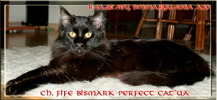 Ch. FIFE Bismark Perfect Cat*UA